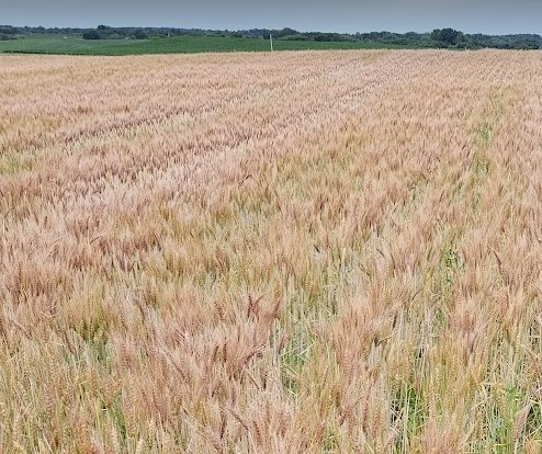 2023 SD-Midland Hard Red Winter Wheat